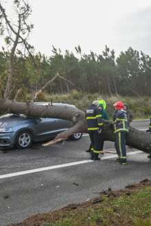 Queda de árvore na estrada